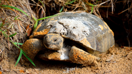 A gopher tortoise leaving its burrow.