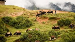 The COMDEKS Gamri Watershed Project in Bhutan