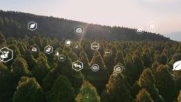 Forest with AI tools