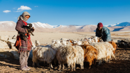 A man and woman with cattle in front of snow-covered mountains