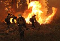 Silver State Interagency Hotshot Crew at work on a burning operation at the Rim Fire. 