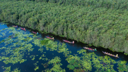 Boats paddle along a mangrove forest. 