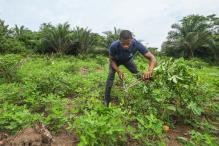 Man working on a groundnuts plantation