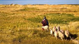 Sheep herding in Peru