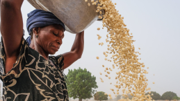 A woman pouring grains from the basket on her head