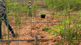 Irrigation system in Niger