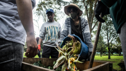 Three people collecting compost. 