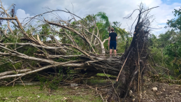 A forest of downed trees, with a man standing on a gigantic downed tree and looking up