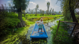 A woman farms the chinampas in Xochimilco, Mexico City on her boat