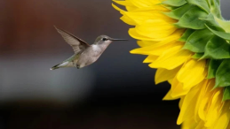 A hummingbird and a sunflower