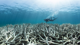 Coral bleaching on Heron Island, Great Barrier Reef, 2015