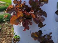 Vertical Farming UNU-FLORES 1 