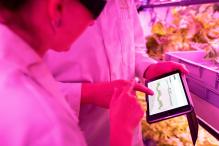 Close-up of two people looking at a tablet device, monitoring crops in an indoor farm.