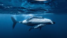 Whales in the ocean