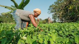 A woman tending to groundnut cultivation near Yangambi, DRC