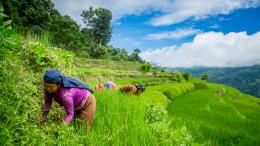 Women working in a rice field in Nepal