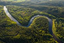 amazon forest 