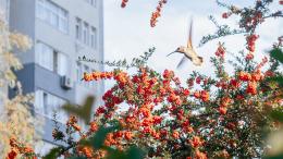 A hummingbird flying over a mountain ash tree in a city