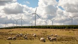 Sheep grazing with wind turbines in the background — Dun Law wind farm in Scotland