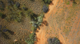 Buffel grass (Cenchrus ciliaris) takes over the native grasses