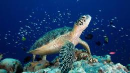 A sea turtle at Tubbataha Reef.