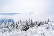 A view of trees covered in snow