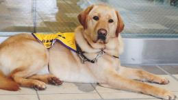 Assistance Dogs Japan