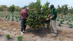 Two people pick oranges from a tree in an irrigated field.