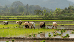 Farm workers pick rice from a field. 