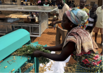 Smallholder farmer  testing INFoCAT renewable energy powered groundnut pod plucker in Gomoa(Central Region Ghana).png