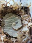 Zamurita Bee