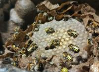 Erica bees in nest