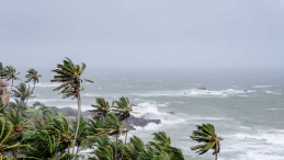A coastline view with palm trees in a storm
