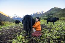 Yak milking in Hindu Kush Himalaya