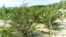 Tree seedlings in a coastal area