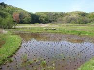 Satoyama image