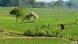 man working in field