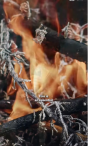 Thumbnail for 5 Facts on Wildfires video