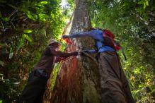 Forest inventory activity in the communitary forest outside Ikongo, Tshopo Province, DRC