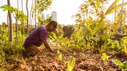 A man tends to an urban garden. 