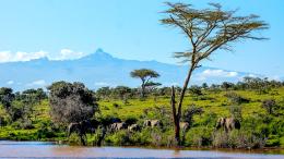 A small herd of elephants walks across a green savanna beside a body of water with a tree and a mountain in the background.