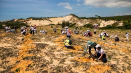 Volunteers plant young trees across a sandy dune landscape, working in groups under a bright sky as part of a large-scale environmental restoration effort.