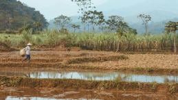 A rice farmer walks through a rice patty. 