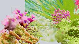 A colorful collage of abstract plant forms in a surreal, vibrant display of nature and science.
