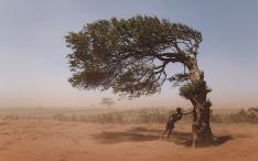 A person holding onto a tree in the midst of a sandstorm