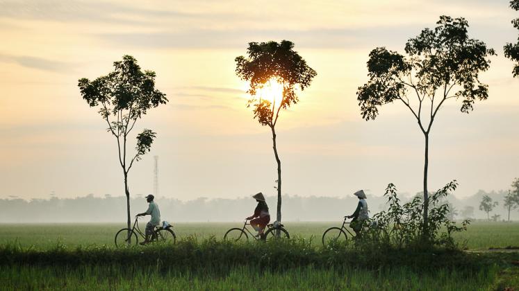 Three people riding bicycles in a field with trees 