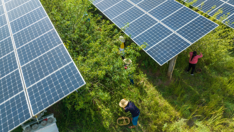 Rows of solar panels with farmers working on the land between panels