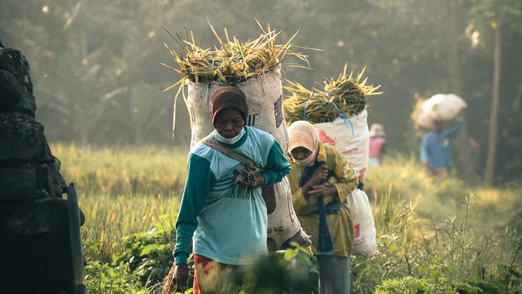 Farmers working in a field