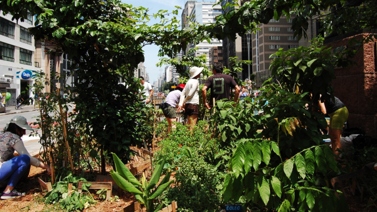 Urban gardeners plant a vibrant vegetable garden in the heart of Avenida Paulista in São Paulo, Brazil