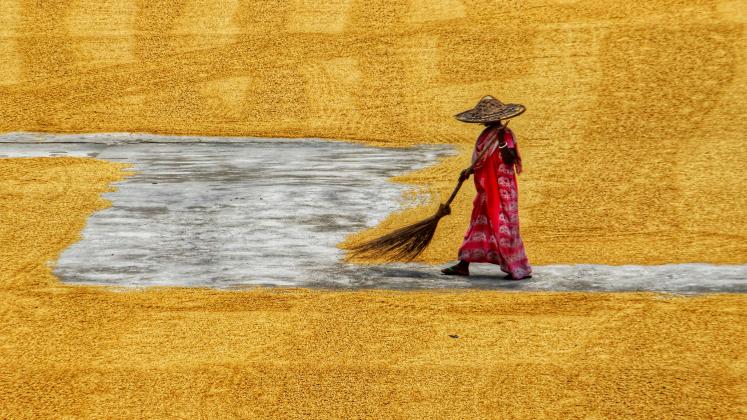 Woman sweeping grain